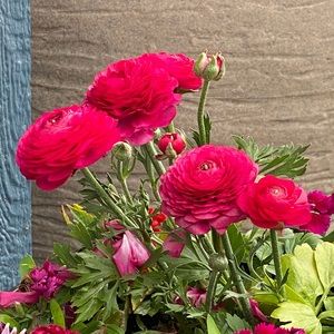 Meet your Posher, Pamela